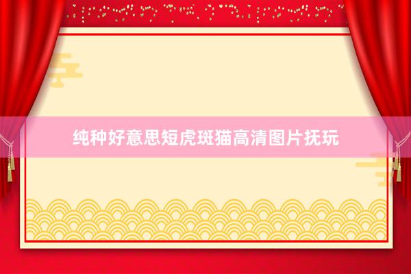 纯种好意思短虎斑猫高清图片抚玩